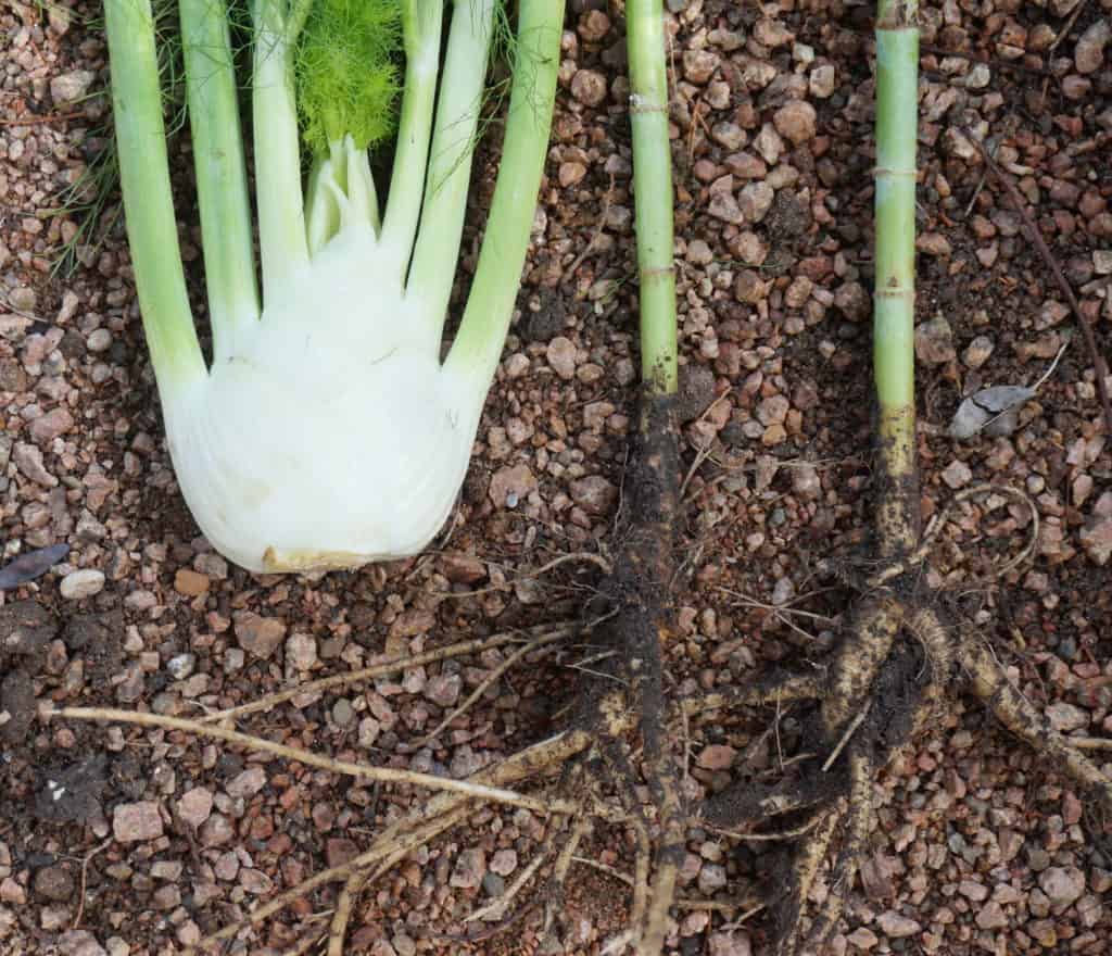 compare fennel varieties for bulb v. no bulb