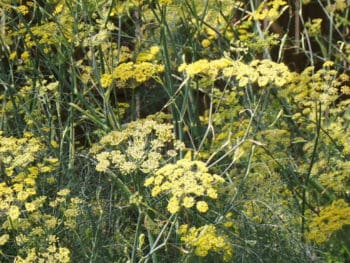 fennel in full flower