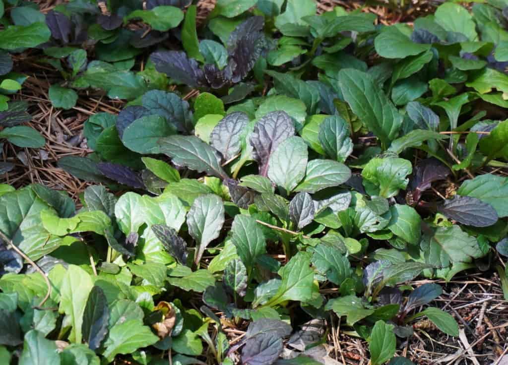 ajuga ground cover is a good choice for a first-time gardener - it grows in shady spots without much care required