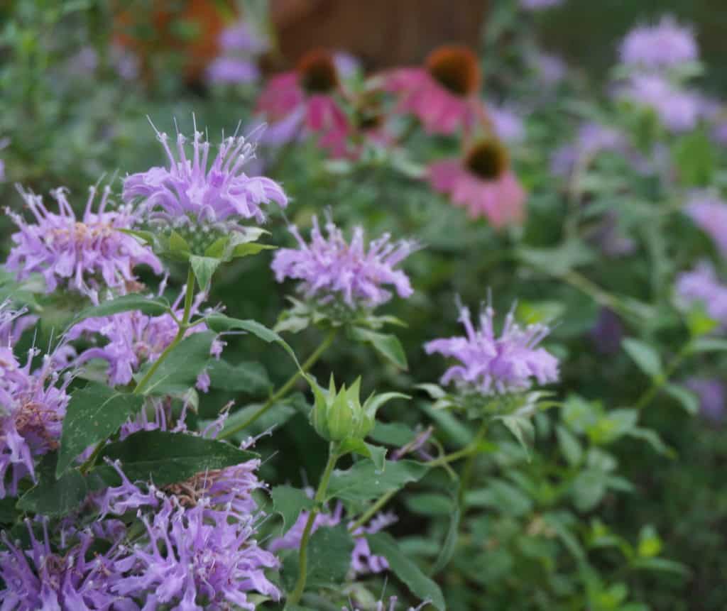 flowers appearing in the summer garden, perennial bee balm and cone flower