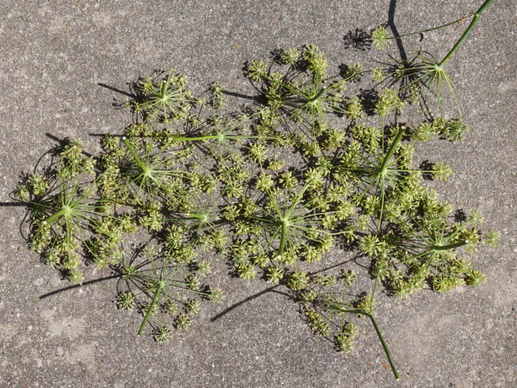 fennel flowers gone to seed showing their umbel patterns