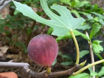 Parable of the Fig Tree told by a home garden fig