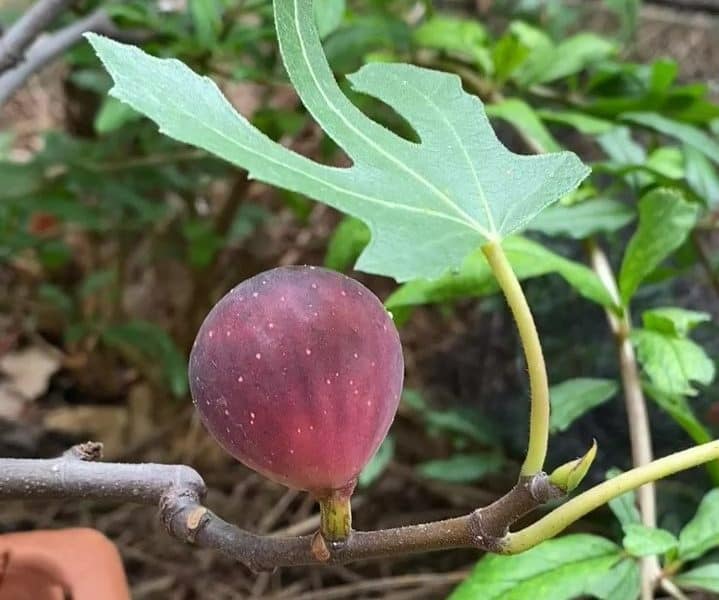 Parable of the Fig Tree told by a home garden fig