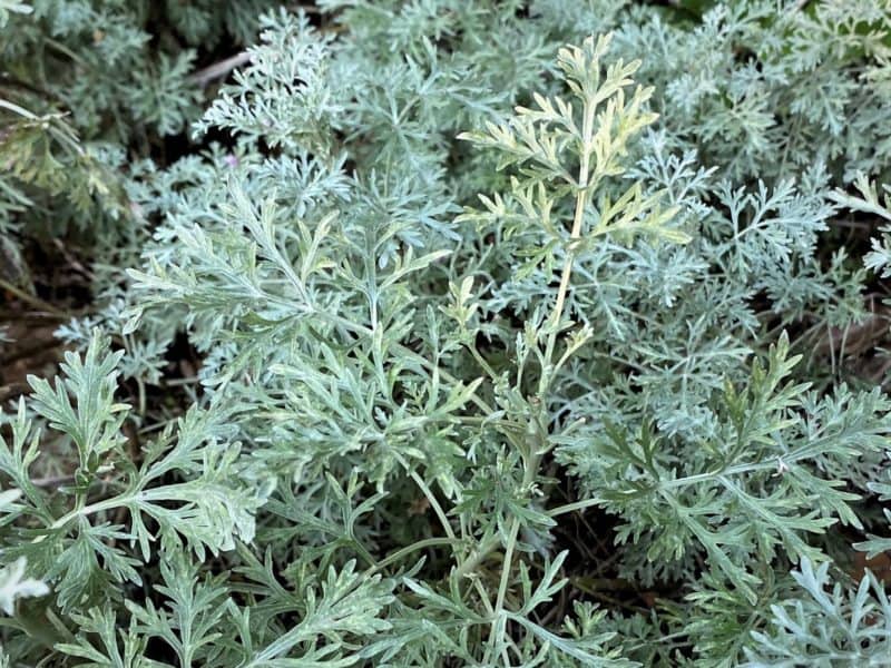 Artemisia 'Powis Castle' catches a ray of sunshine in the Days of Awe