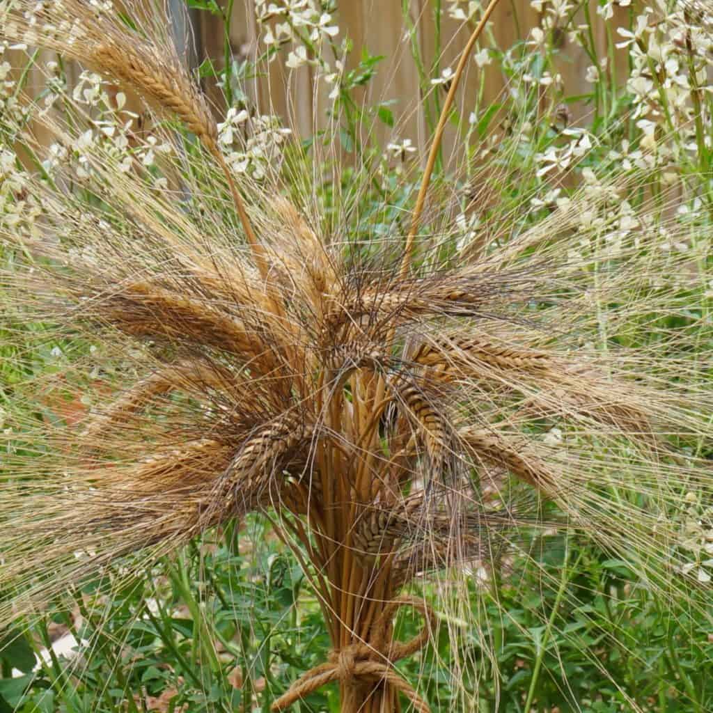 a bouquet of wheat stalks tied with a rope bow