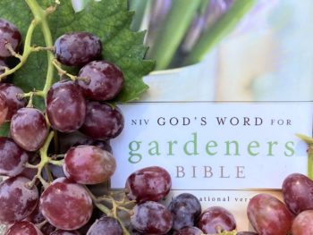 God's Word for Gardeners Bible with grapes from grapevines