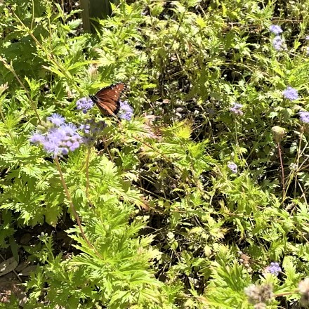 a butterfly spied on Gregg's mistflower at the Lady Bird Johnson Wildflower Center - is it preaching the wildflower gospel??