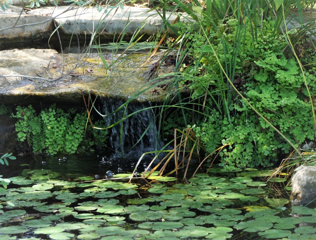 maidenhair fern at the Woodland Garden pond