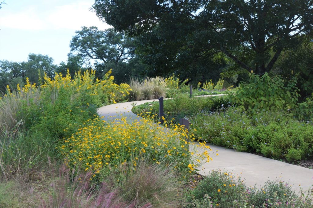meandering path at the Lady Bird Wildflower Center leading to the wildflower gospel