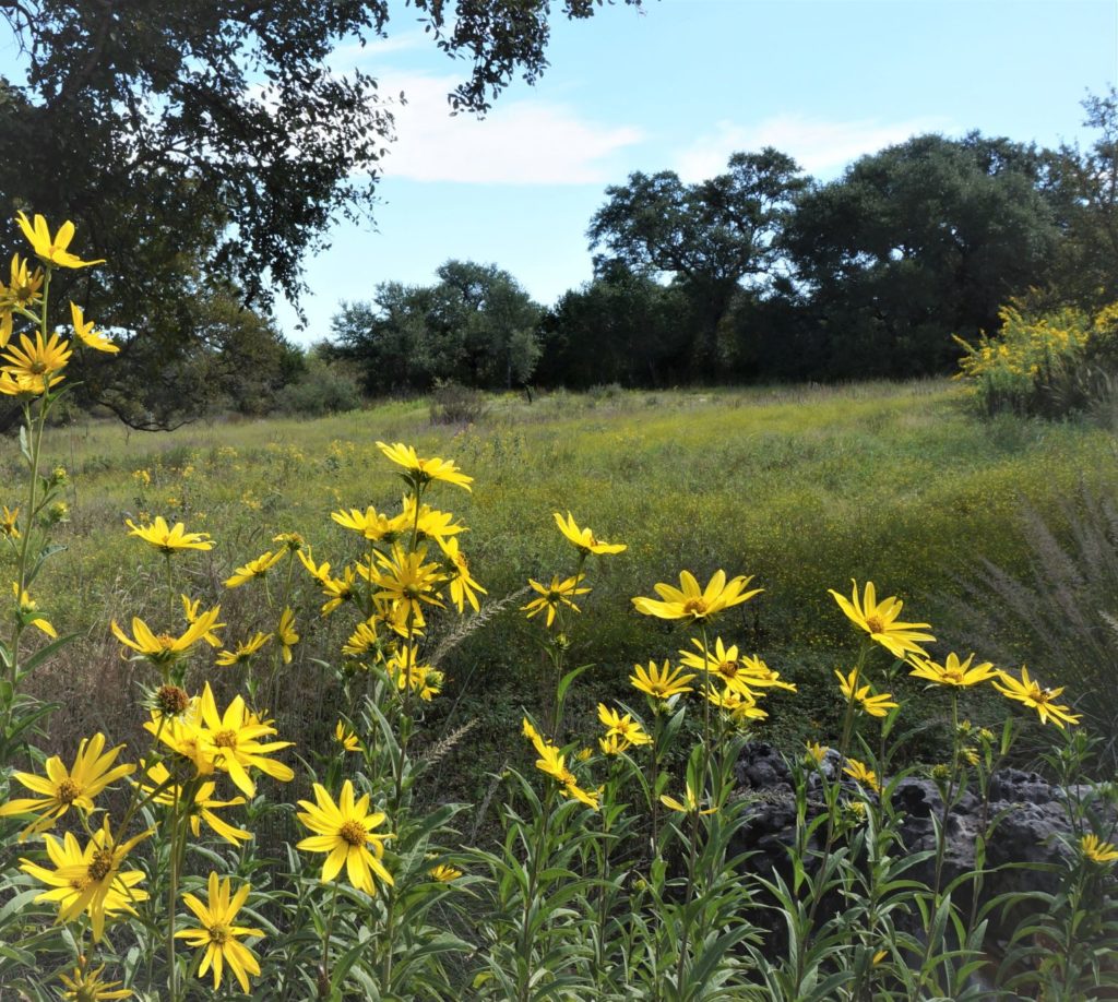 flower-blessed view at the Lady Birsd Johnson Wildflower Center