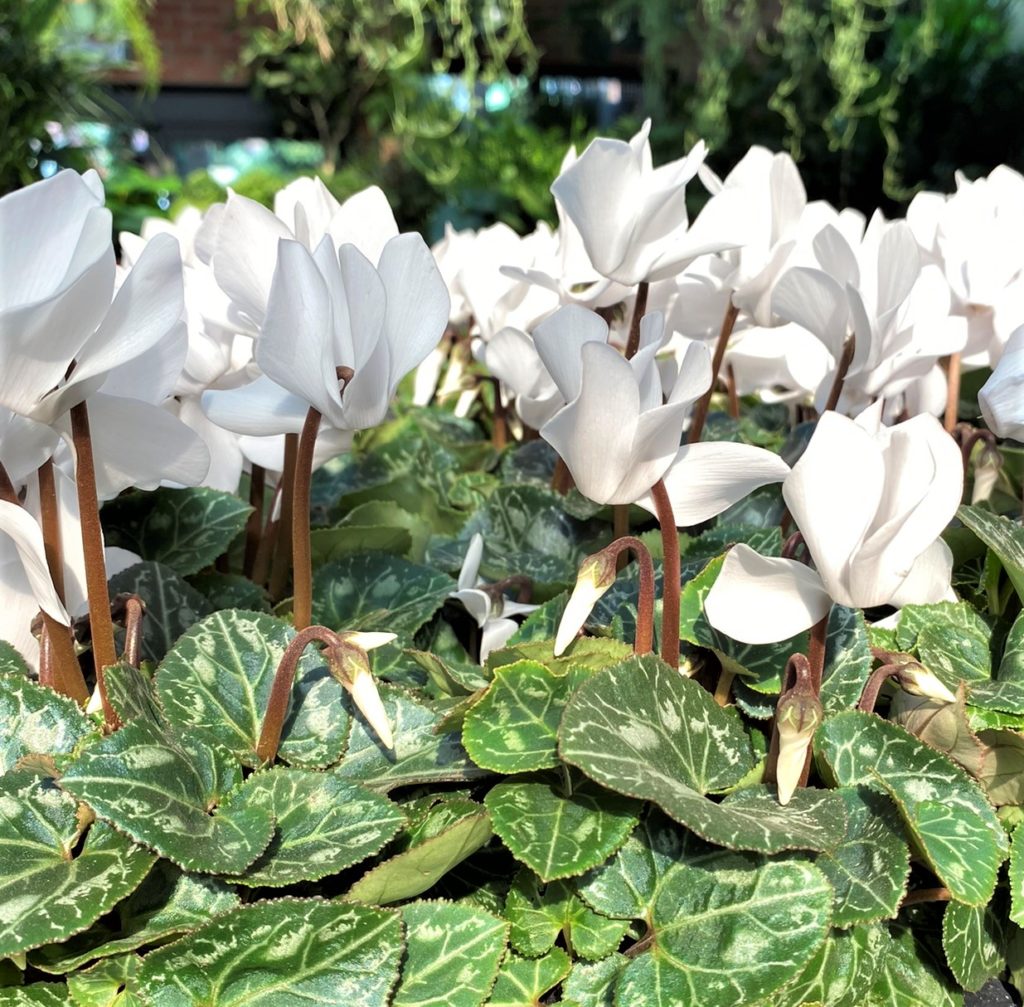 cyclamen's white flowers fill a sunny nursery