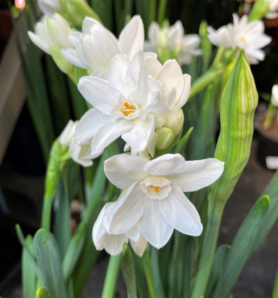 Winter s White Flowers Garden In Delight