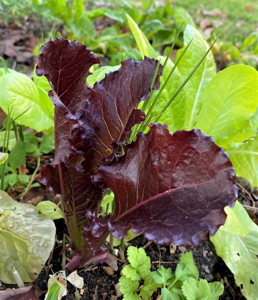 'Sea of Red' cutting lettuce growing in a home garden, a fun tribute to Exodus 14
