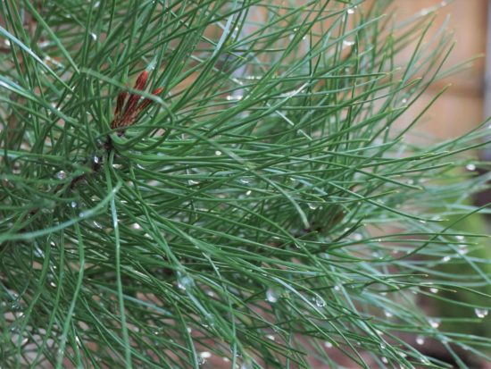 raindrops on an Italian stone pine focus the mood for a winter day