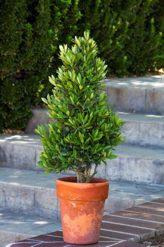 Monrovia's 'Little Ollie' dwarf olive makes a lovely potted olive tree