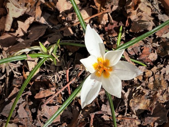 Blooming Crocus hyemalis one of winter's white flowers