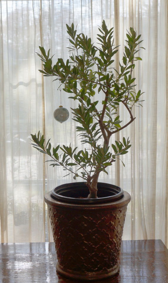 potted olive tree in front of a sunny window