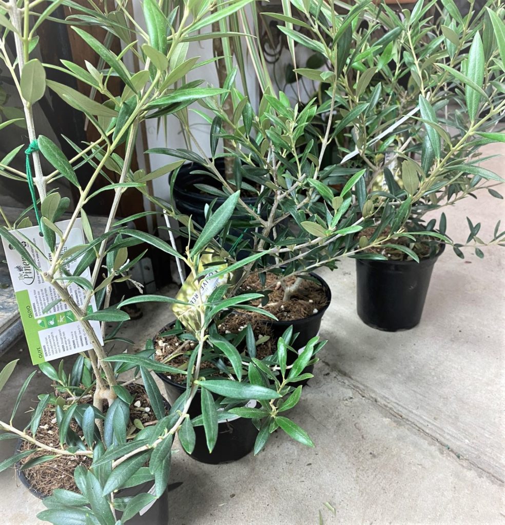 potted olive trees lined up at Jackson's Home and Garden Center in Dallas, TX
