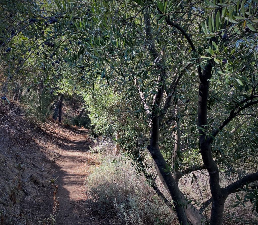 shltered path through an olive grove for focus