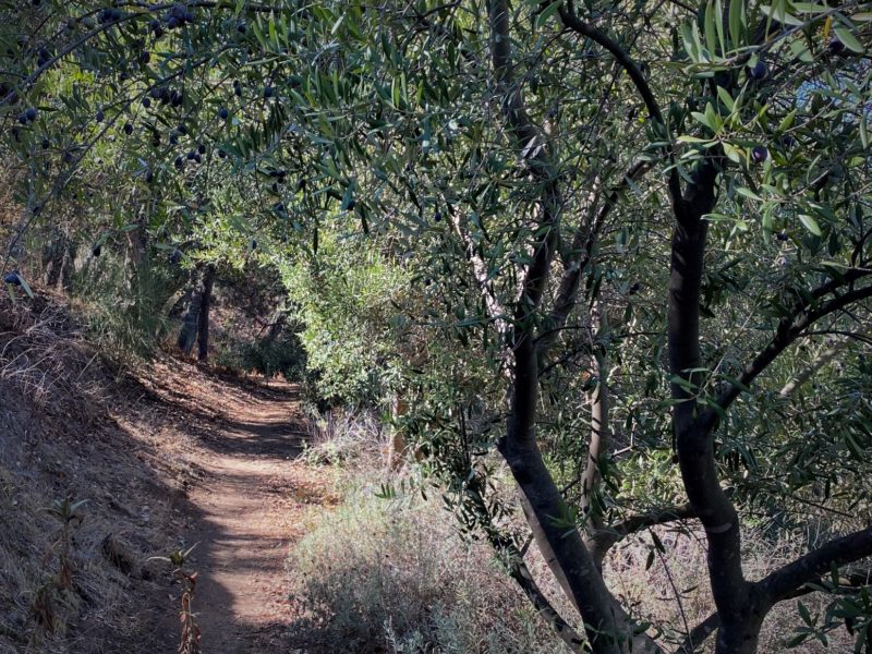 shltered path through an olive grove for focus