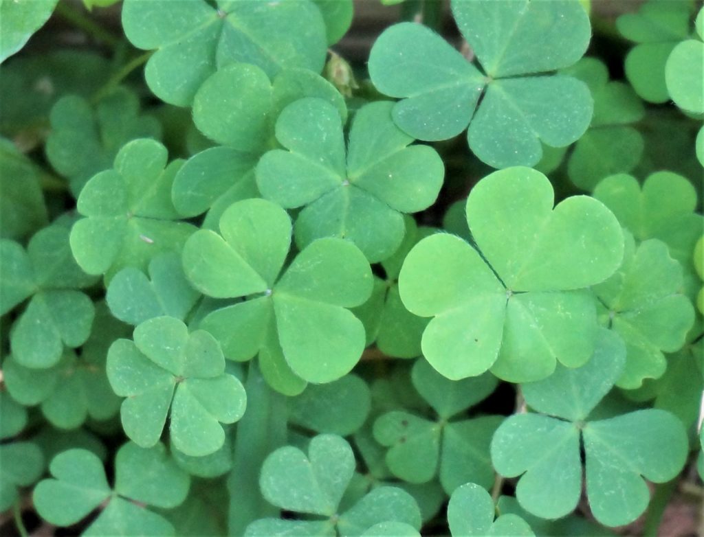 clover or shamrocks were the humble servants of St. Patrick