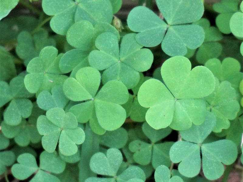 clover or shamrocks were the humble servants of St. Patrick