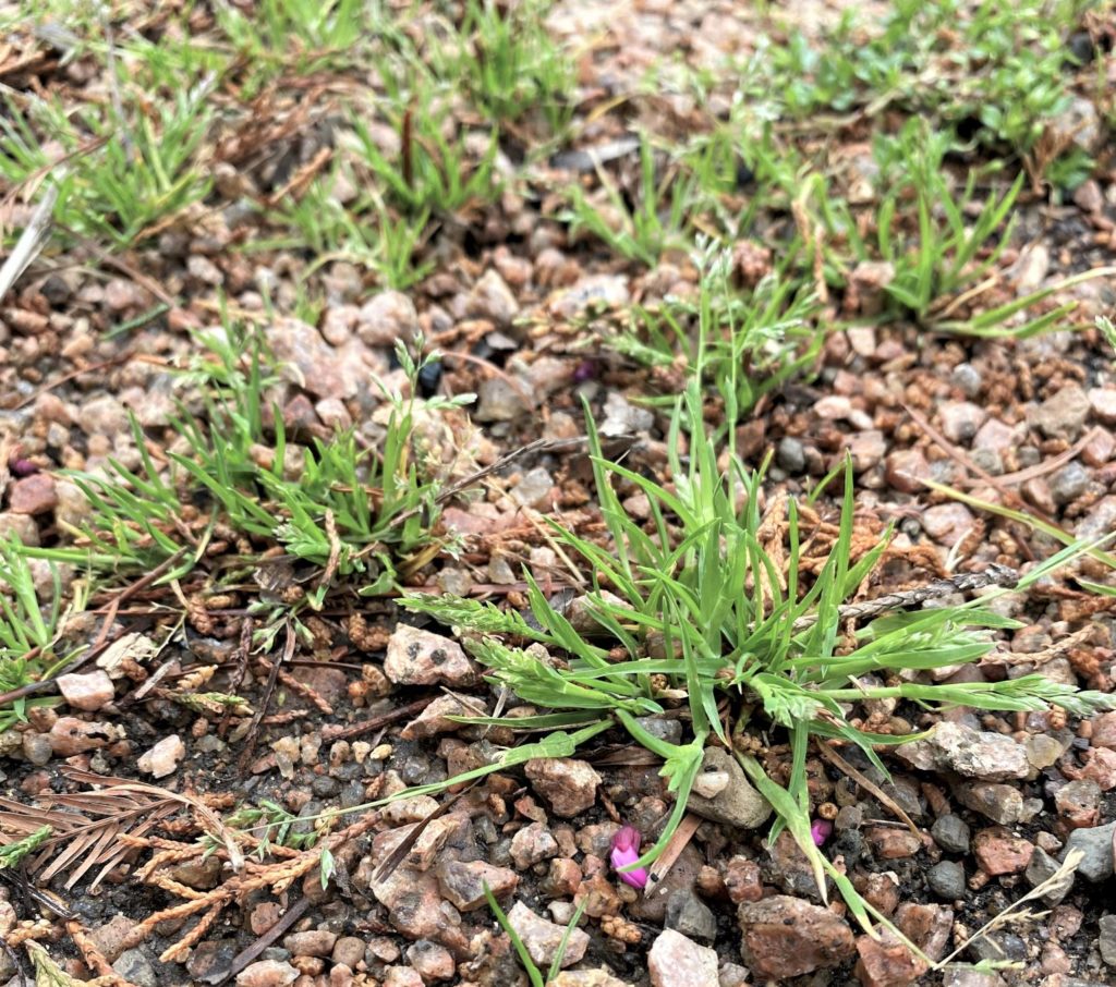 weeding out a garden gravel path