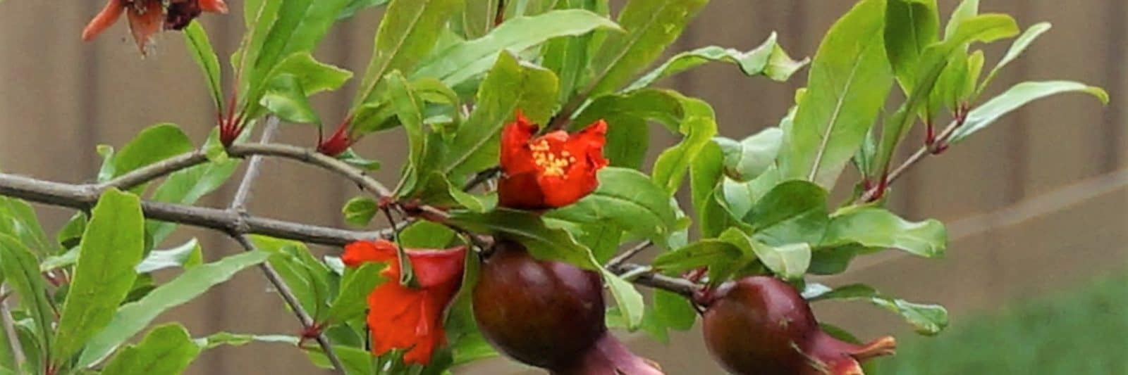 pomegranate branch of flowers and forming fruit