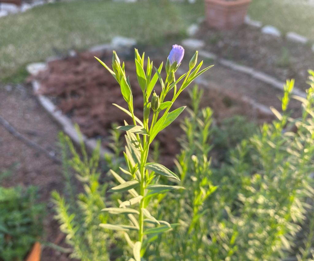 flax flower budding with God's redemption