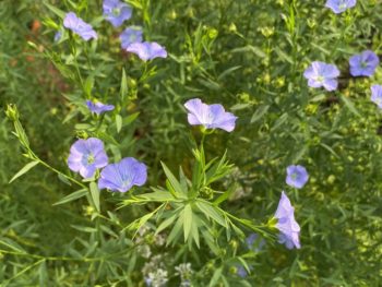 flax flowers bring us to Isaiah 19 and God's redemption