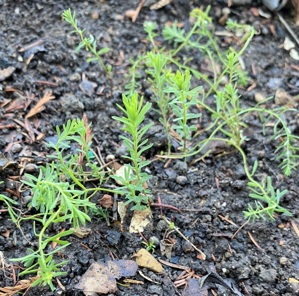 flax seedlings in moist mild winter soil