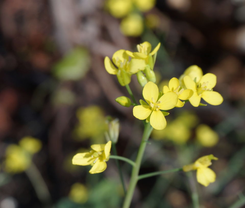 let the possibilities in mustard flowers prompt humble prayers