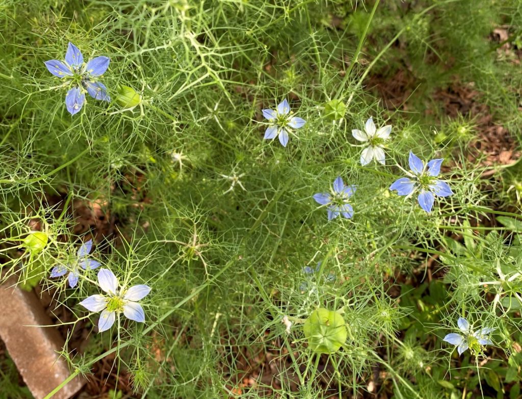 nigella flowers look starry in the garden