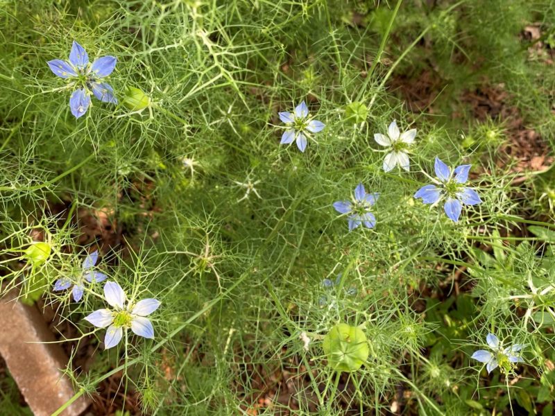 nigella flowers look starry in the garden