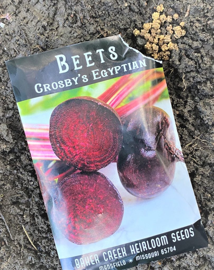 let your Red Sea Recipe start with Crosby's Egyptian Beet seeds sown in the garden