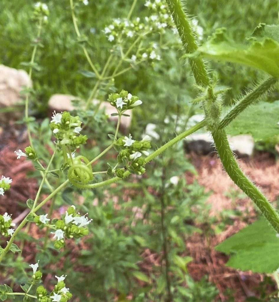 cucumber vine tendrils entwined with branch of hyssop