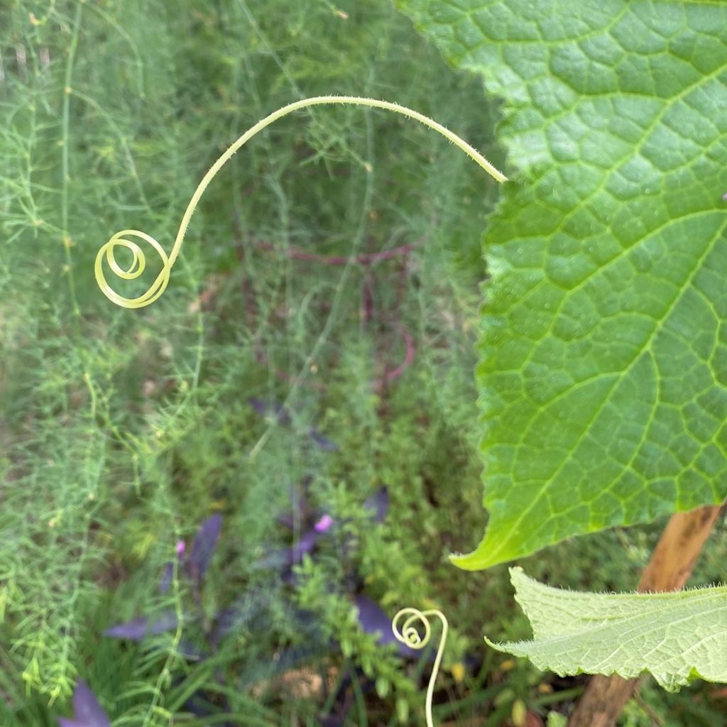 cucumber vine with curly cue tendril ready to entwine a structure
