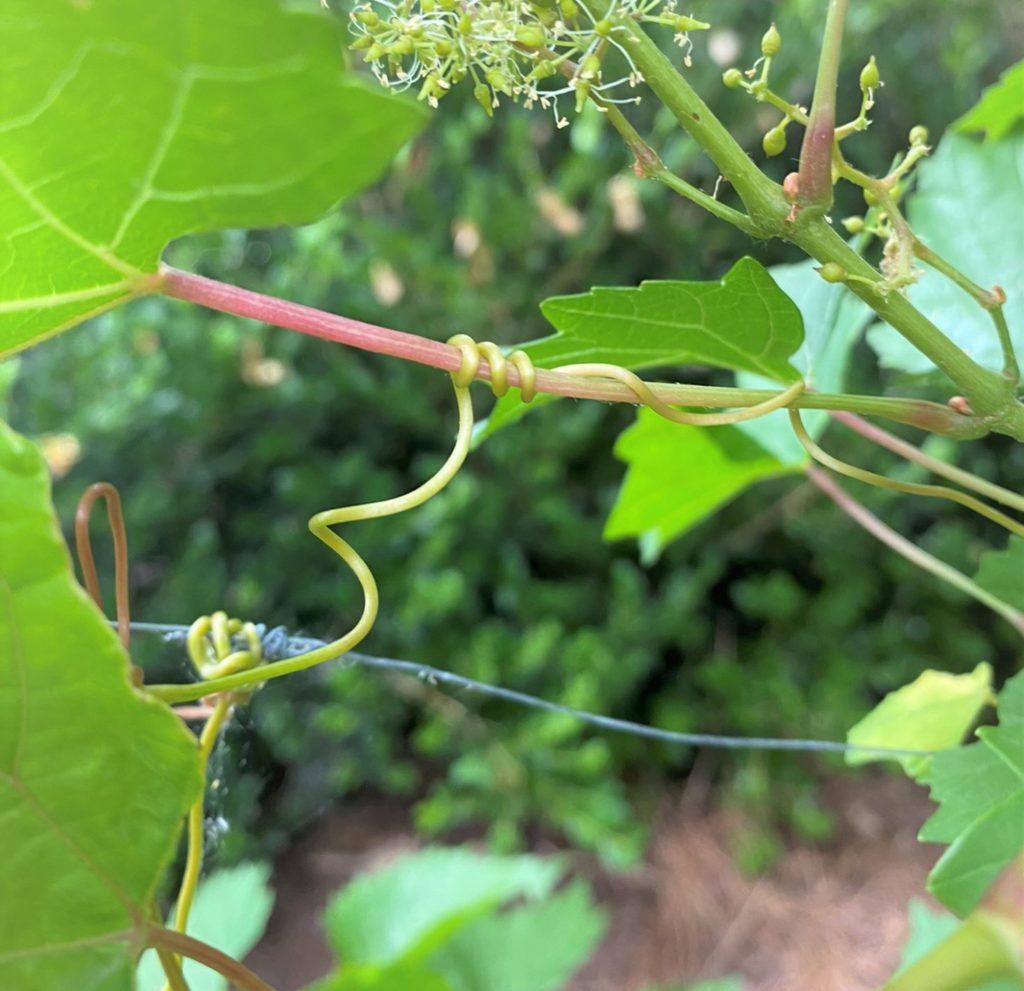 entwining tendrils of a grapevine