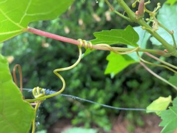 entwining tendrils of a grapevine