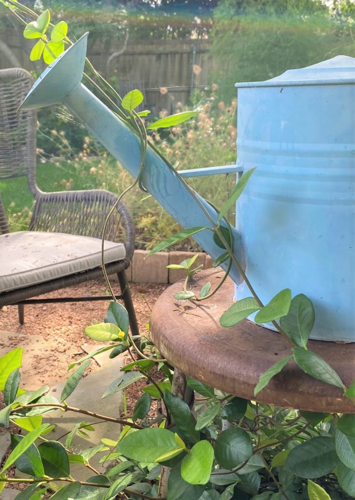 star of jasmine vines entwine a watering can left nearby