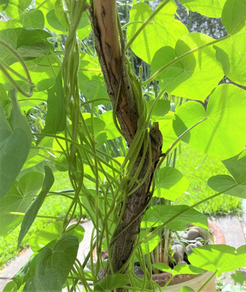 morning glory vines reveal their rope-like stems entwining their structure