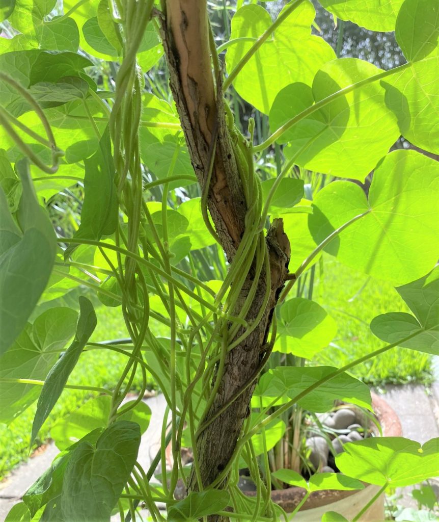 morning glory vines reveal their rope-like stems entwining their structure