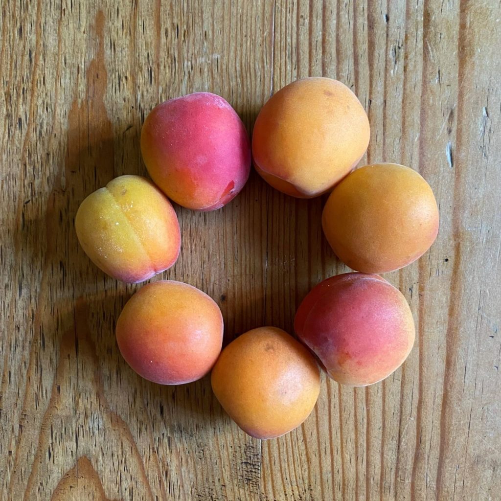 a circle of apricots reminds how God brings things back around to more and more fullness