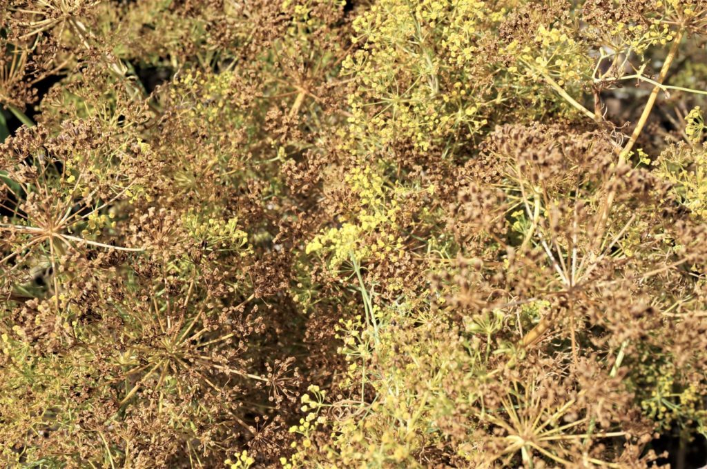 dill seed heads drying in hot sun
