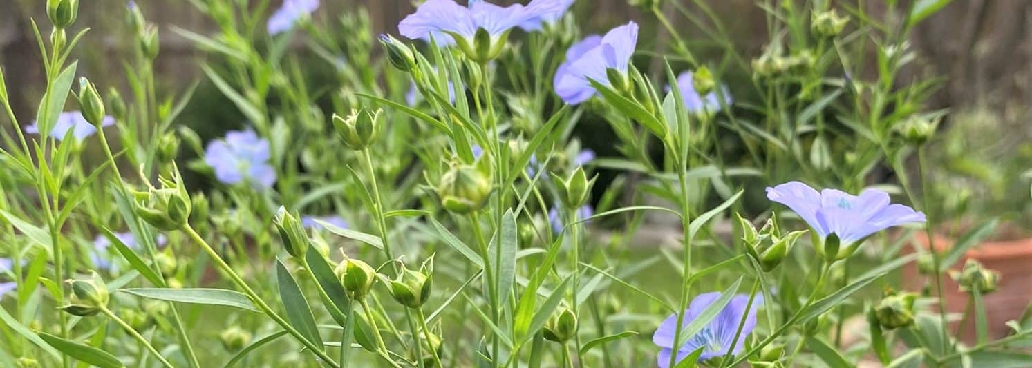 flax flowers for books page