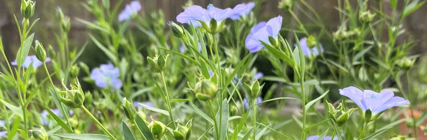 flax flowers bloom for books page