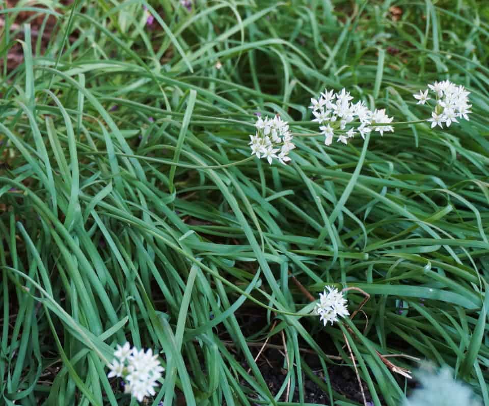 garlic chives flowers "shine like stars" at summer's end in the garden