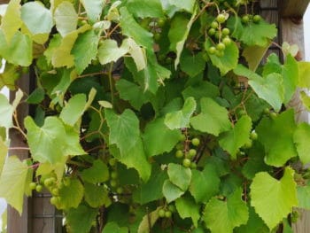 grapevines remind of Jesus' proclamation, I am the Vine