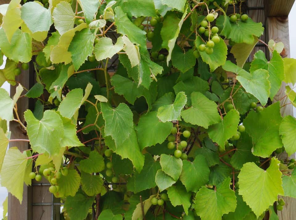 grapevines remind of Jesus' proclamation, I am the Vine