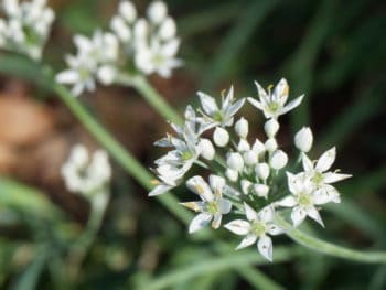 detail of garlic chives flowers which shine like stars in sunlight